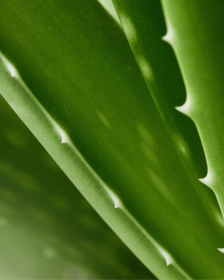 Aloe Vera - What is it?