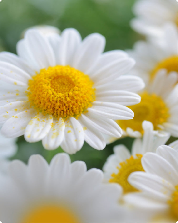 Chamomile - What is it?