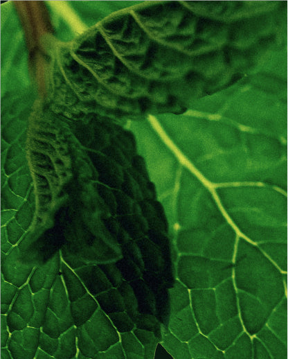 Spearmint - What is it?