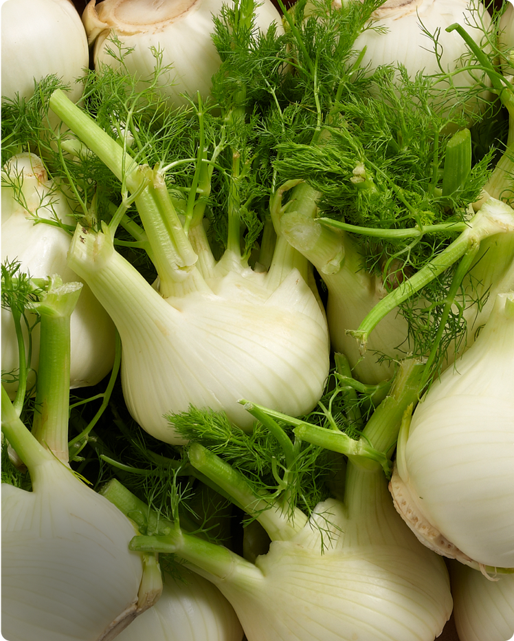 Fennel - What is it?