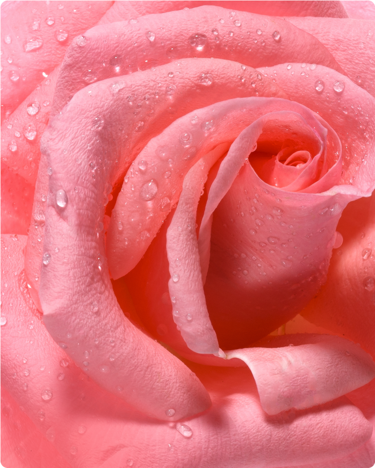 THE BENEFITS, USES, AND HISTORY OF ROSE OIL & THE ROSE FLOWER