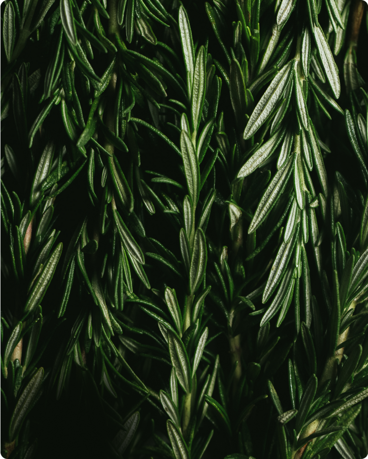 THE BENEFITS, USES, AND HISTORY OF ROSEMARY OIL &amp; THE ROSEMARY PLANT