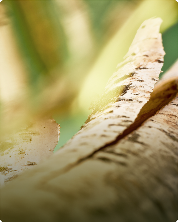 Sweet Birch - What is it?