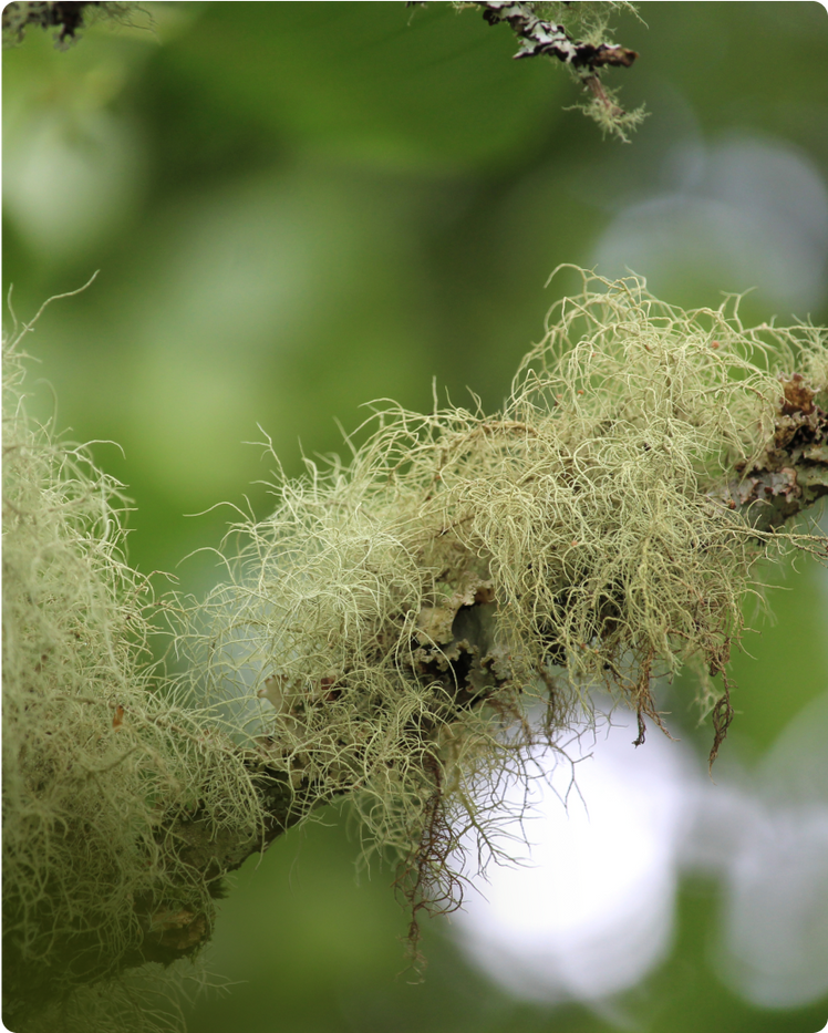 Usnea Lichen - what is it?